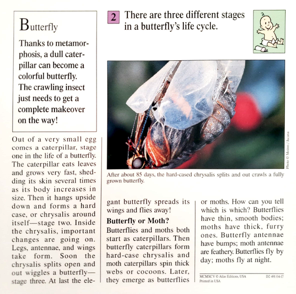 File:Butterfly quiz card back.png