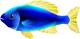 Model of a blue fish from Super Mario Sunshine. It resembles a yellow-tail acei.