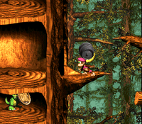 Donkey Kong Country 3: Dixie Kong's Double Trouble!: Dixie Kong holding a Steel Barrel toward a hollow tree entrance with a Koin below in Barrel Shield Bust-Up