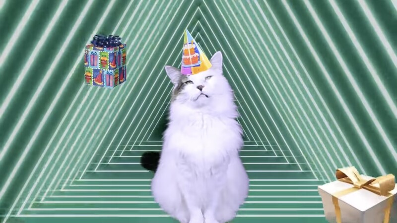 File:Shroom233 Birthday cat.jpg