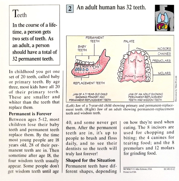 File:Adult human teeth quiz card back.png